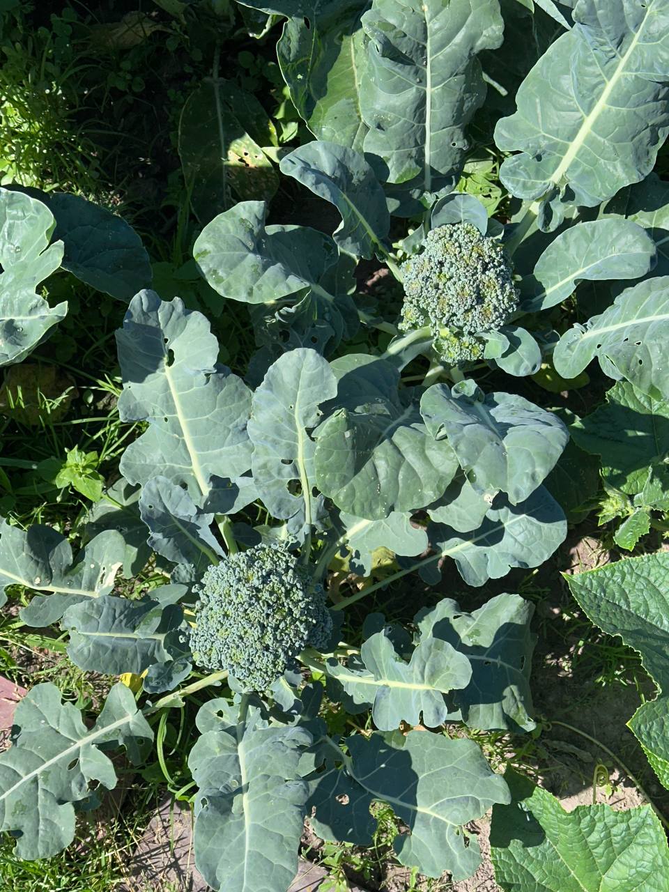 Broccoli growing in the garden