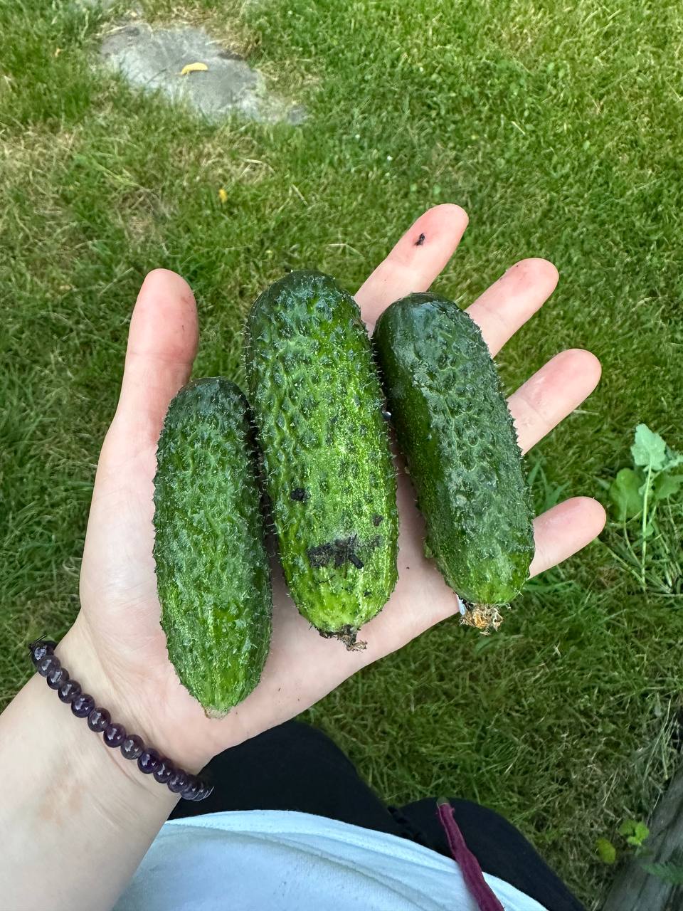 Three home-grown cucumbers held in a hand