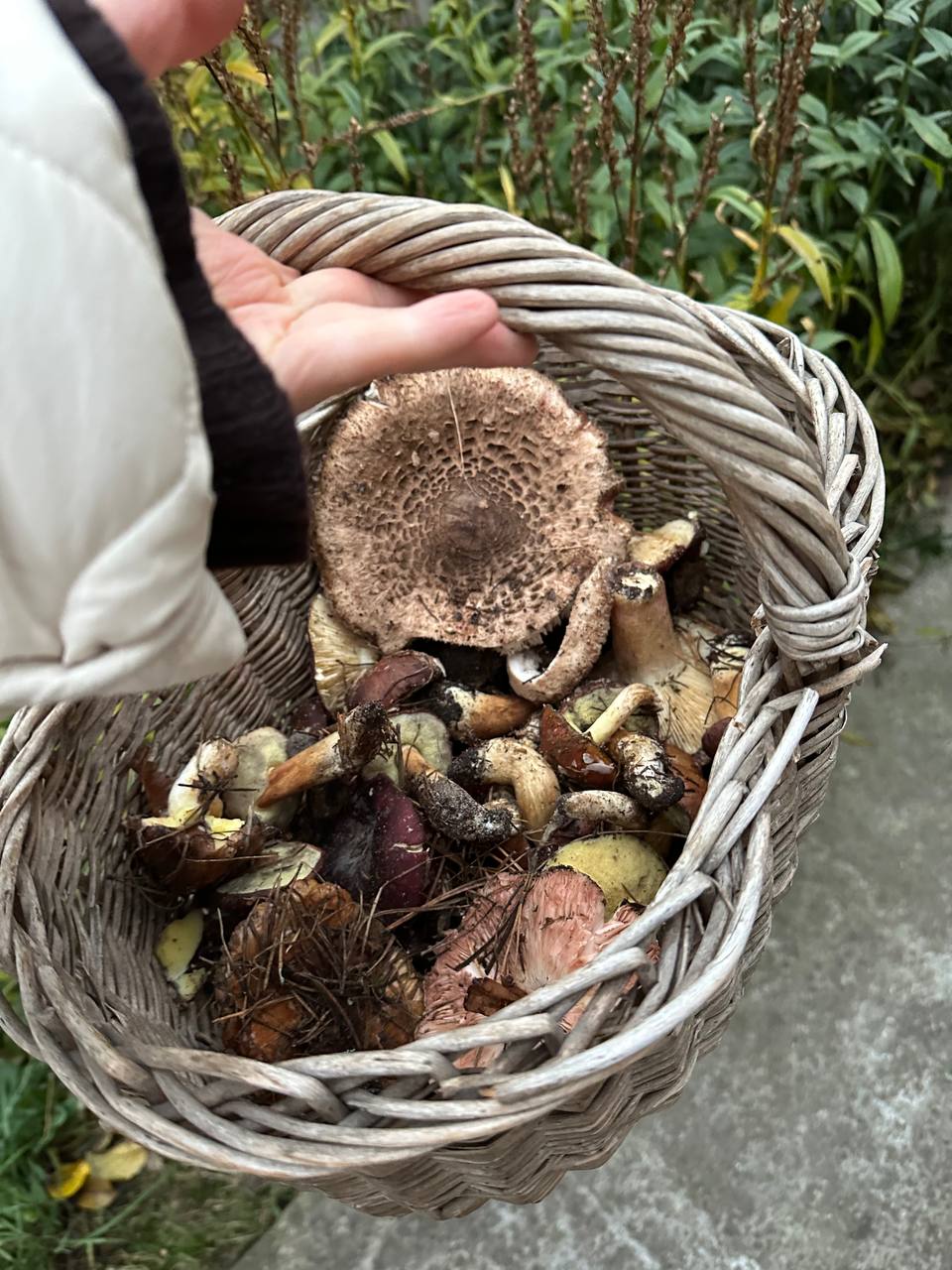 A wicker basket filled with foraged mushrooms