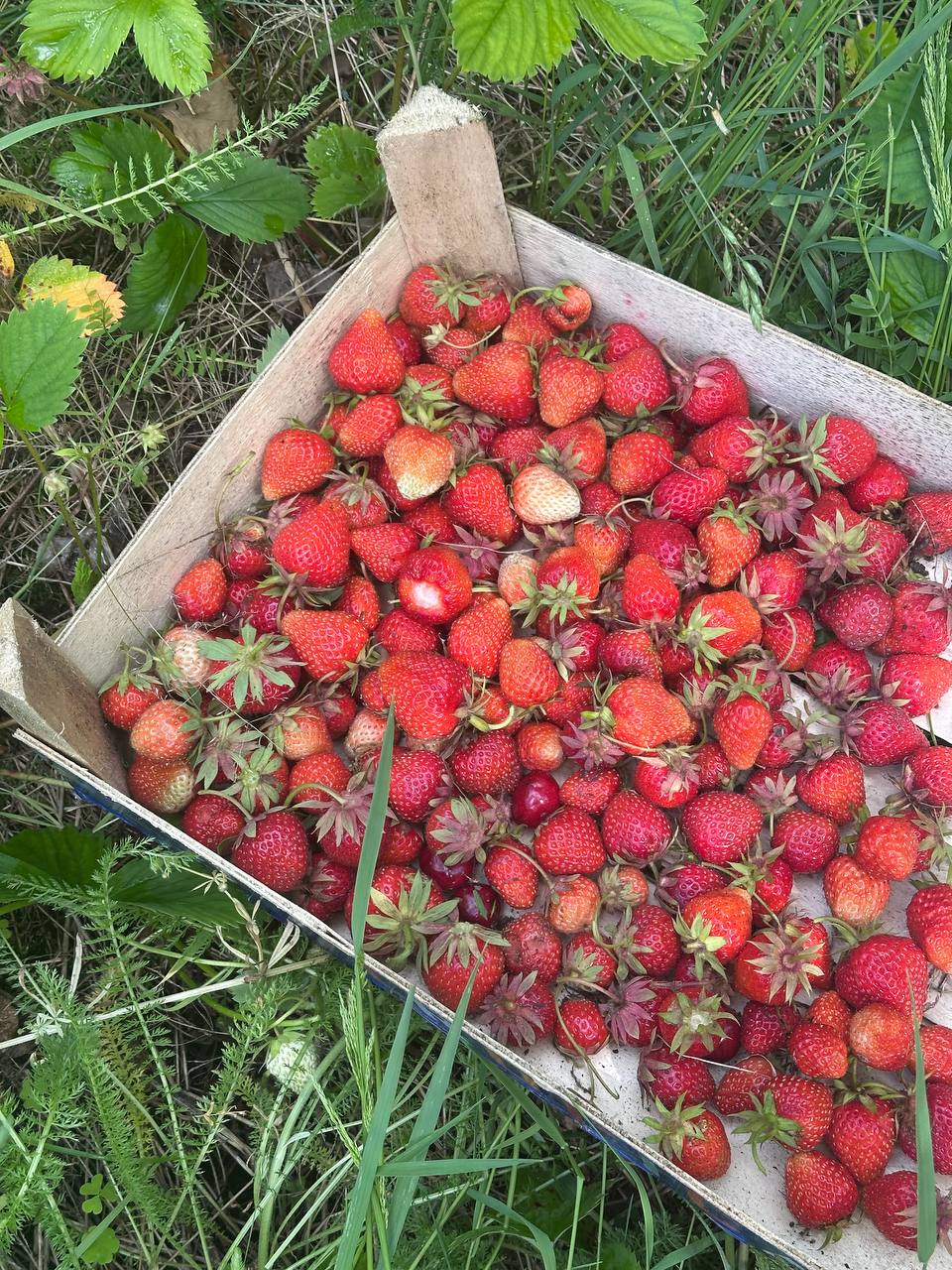 Freshly picked strawberries in a wooden crate