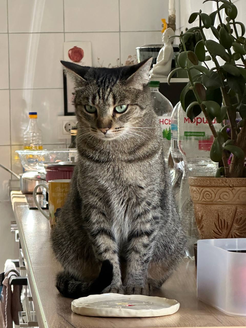Tabby cat sitting on a kitchen counter next to a bowl
