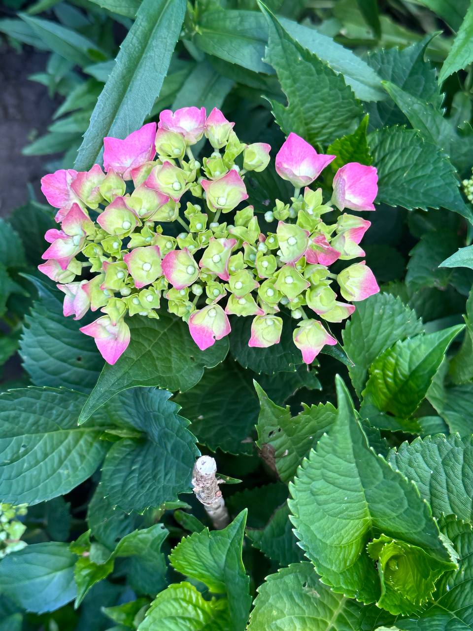 Pink and green hydrangea blooming in the garden