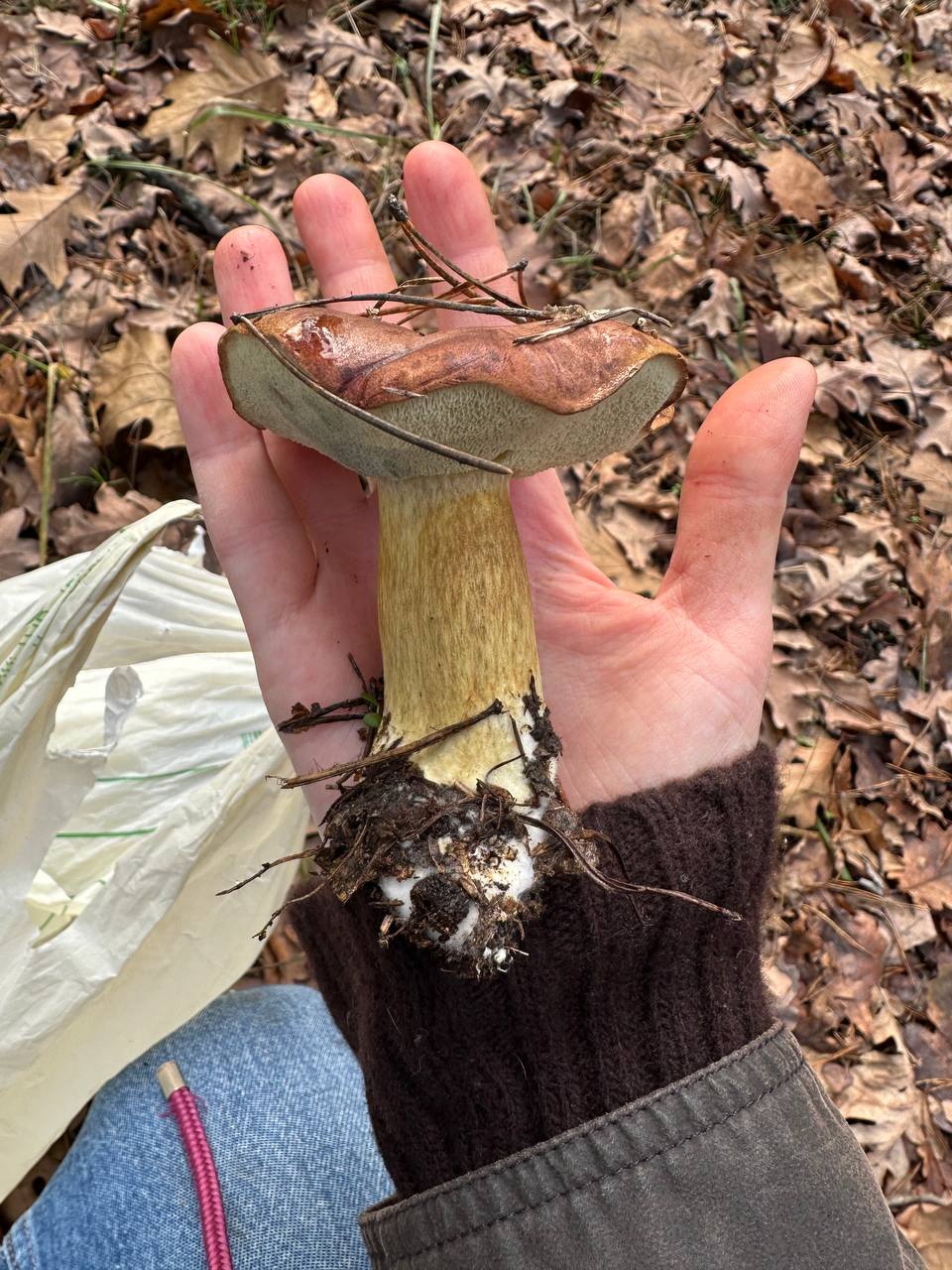 A large porcini mushroom held in a hand in the forest