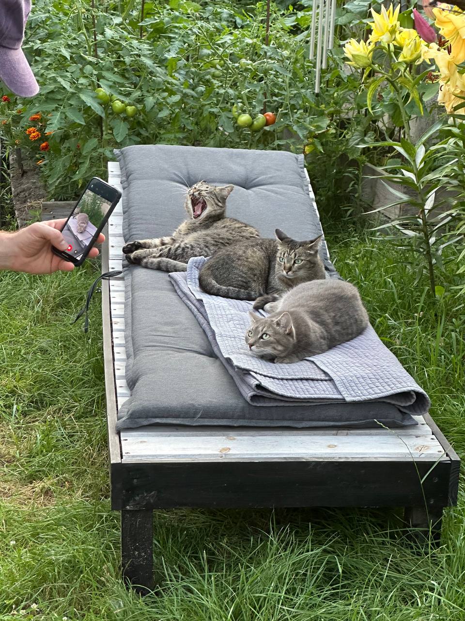 Three cats lounging together on a garden lounger